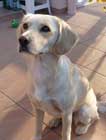 Photo de la labrador MIA ayant t reprsente en portrait d'animalier